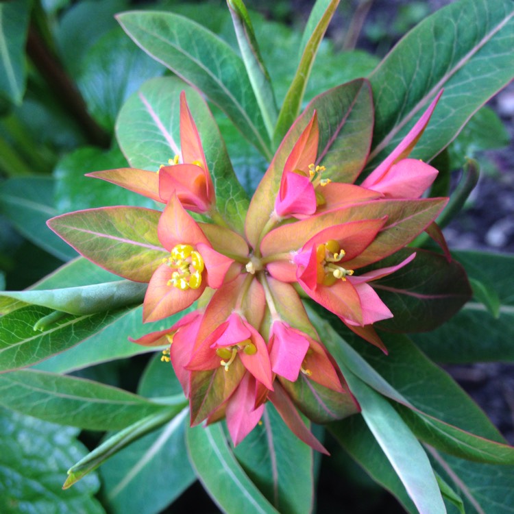 Plant image Euphorbia ferox 'Marloth'