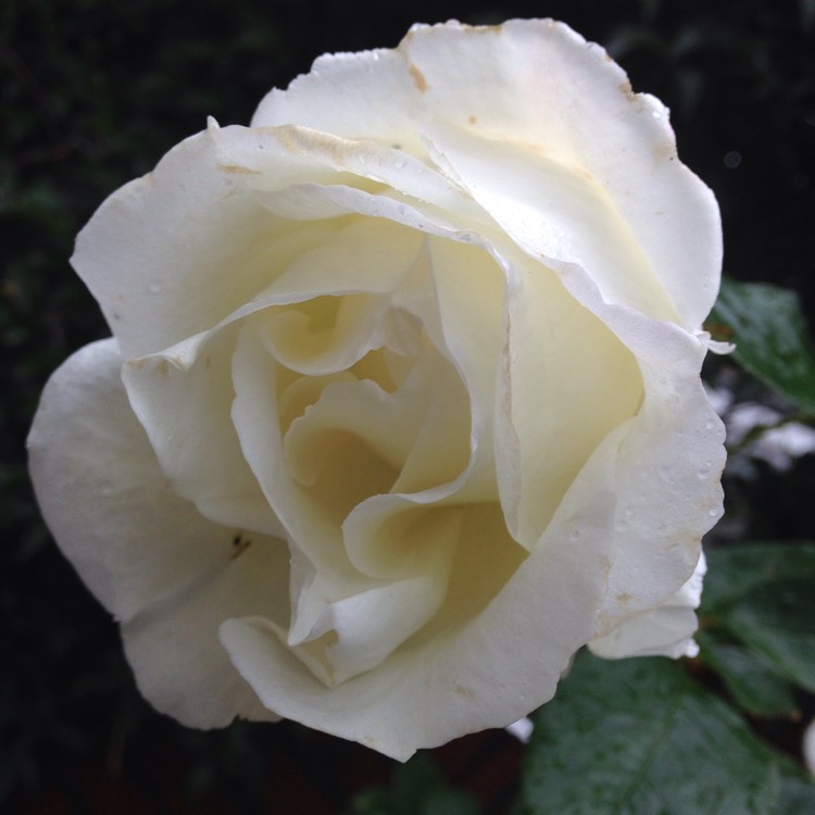 Plant image Rosa 'Poulari' syn. Rosa 'Silver Anniversary', Rosa 'Roy Black', Rosa 'Isis', Rosa 'Karen Blixen'