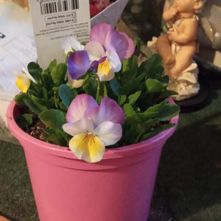 Plant image Viola Endurio