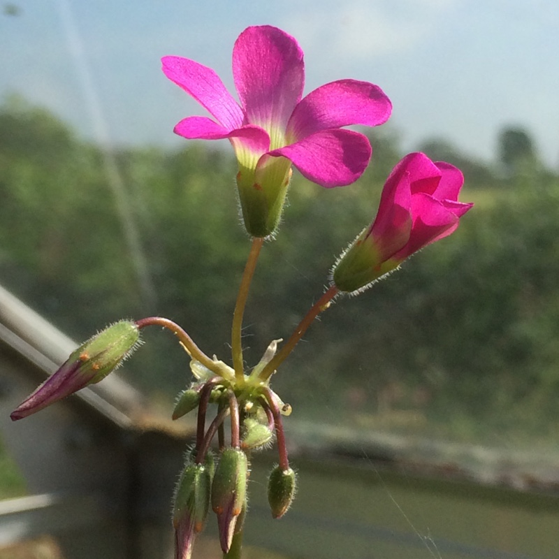 plant image 100401