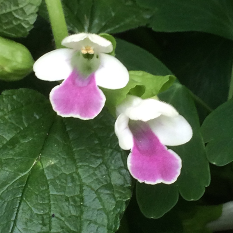 Plant image Melittis melissophyllum