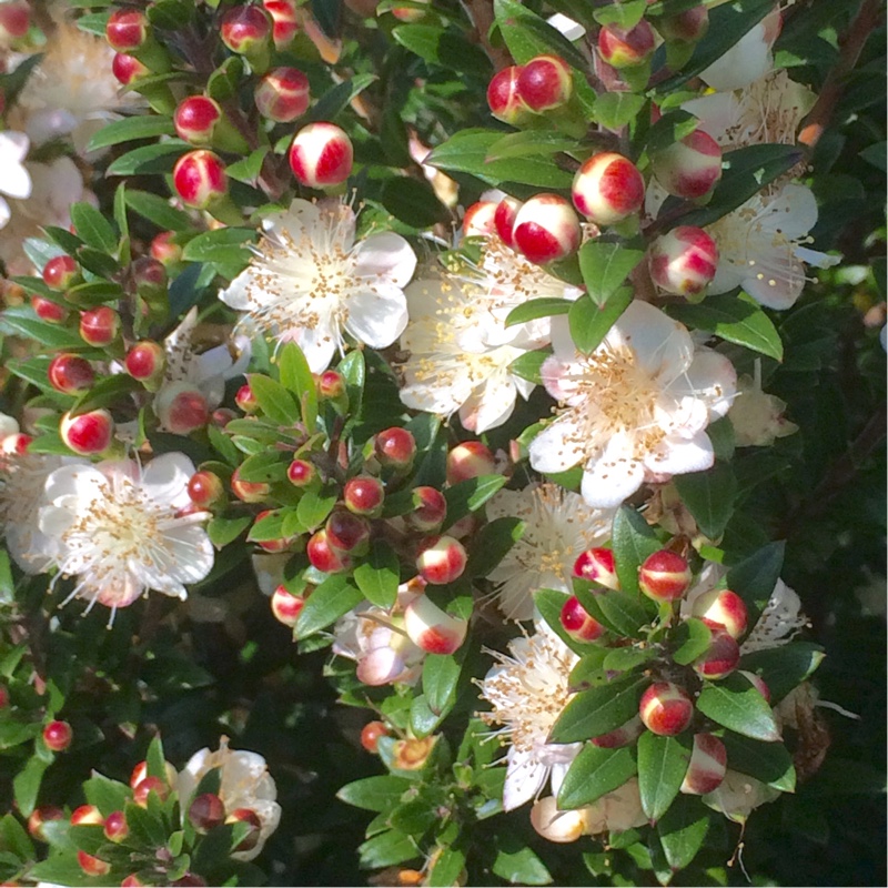 Myrtus communis subsp. tarentina syn.Myrtus communis 'Jenny Reitenbach ...