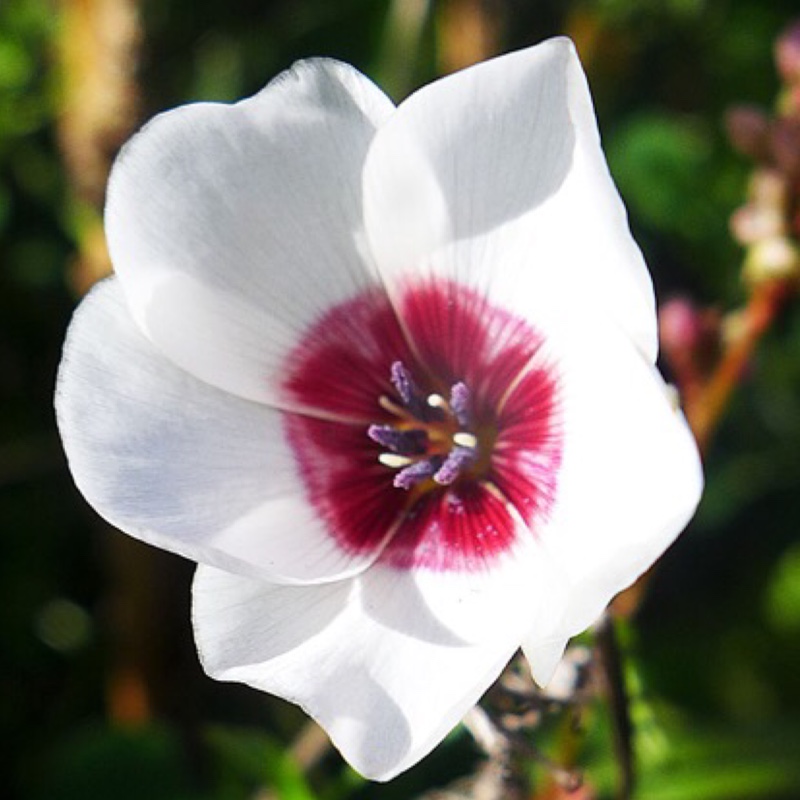 Plant image Linum grandiflorum 'Bright Eyes'