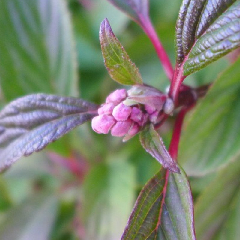 plant image 10521