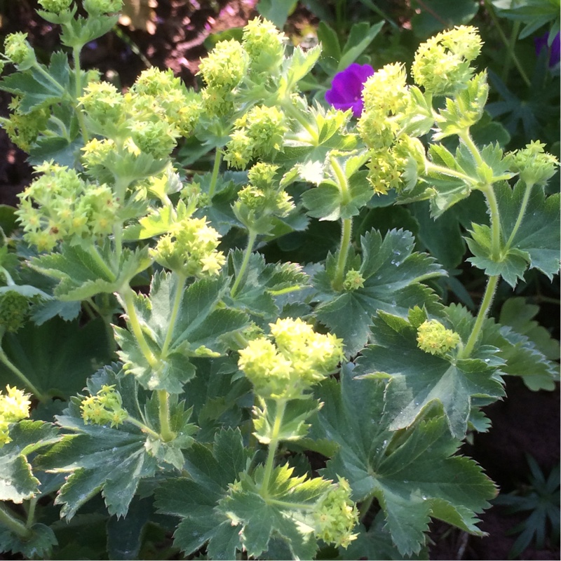 Plant image Alchemilla splendens