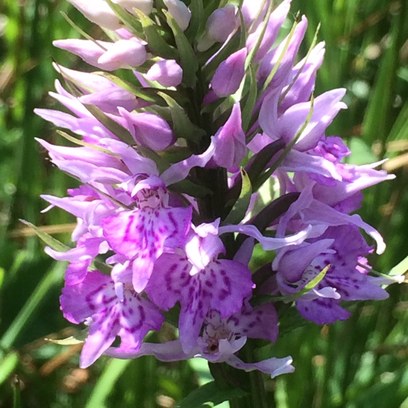 Plant image Dactylorhiza x grandis