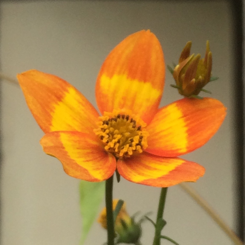 plant image 109043