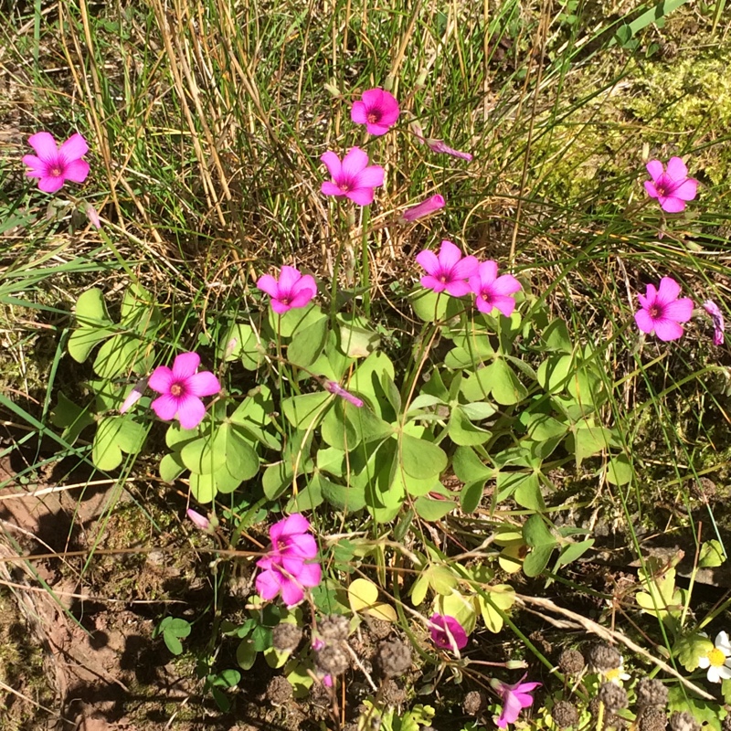 Plant image Oxalis articulata 'Festival'