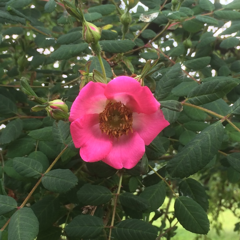 plant image 109455
