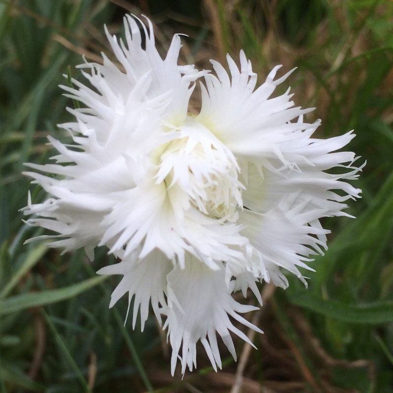 Plant image Dianthus 'Mrs Sinkins'