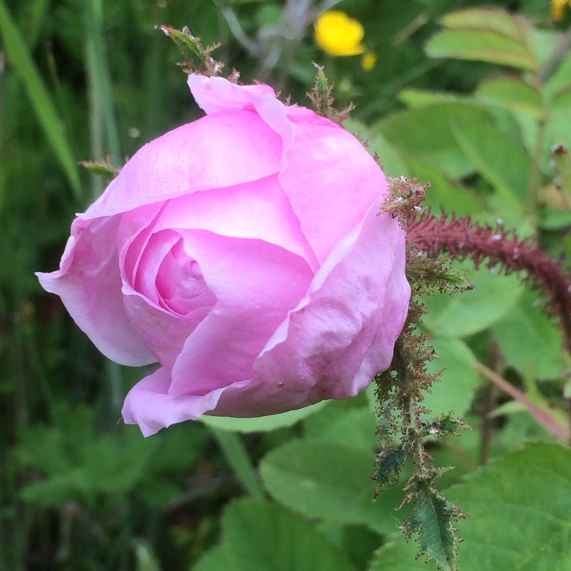 plant image 112157