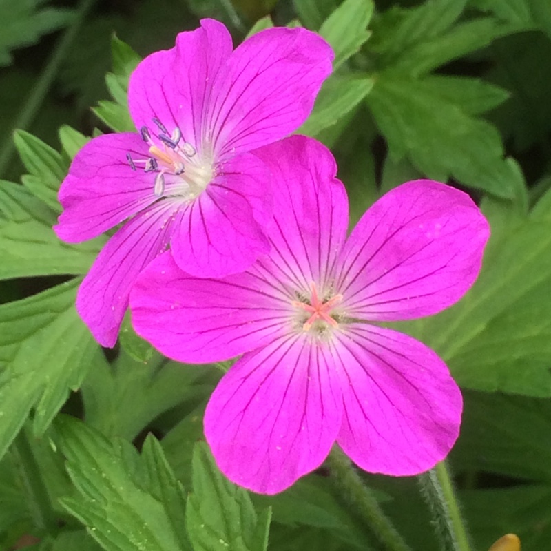plant image 112158