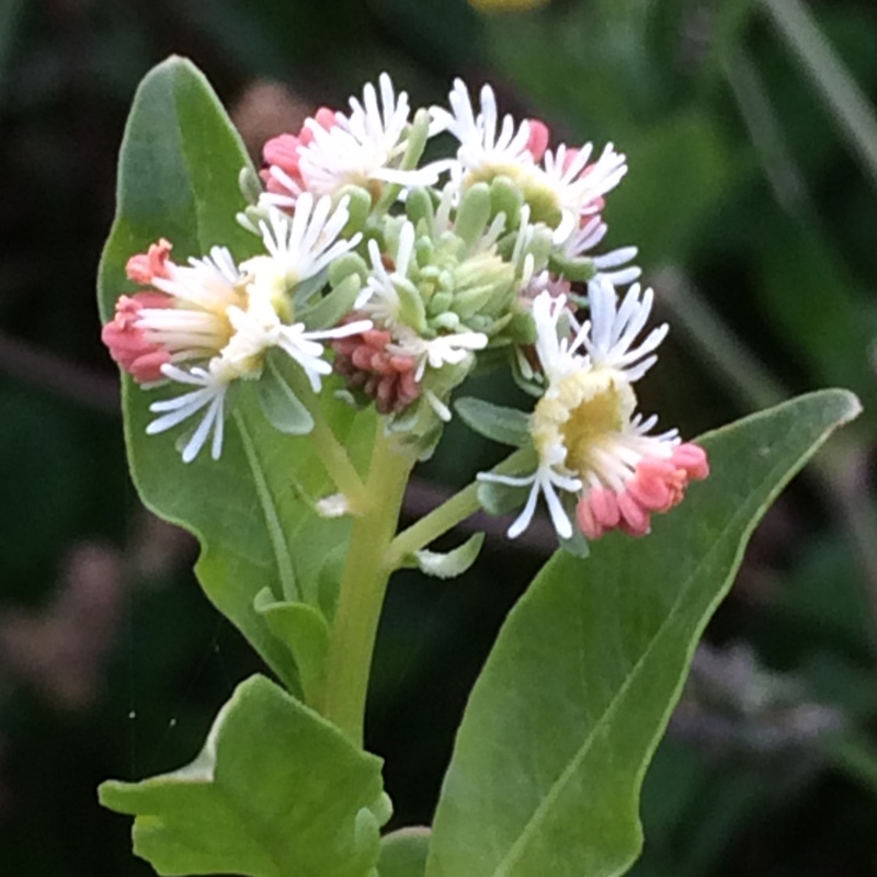 plant image 11518