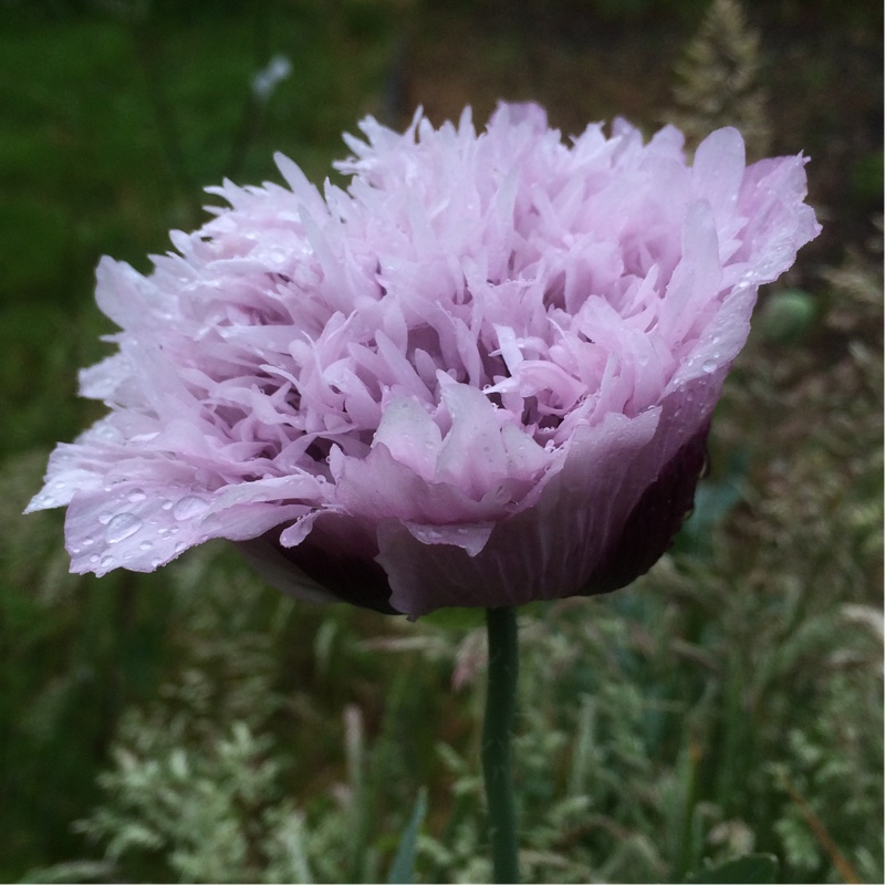 plant image 115229