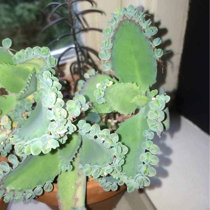 Plant image Kalanchoe Laetivirens 'Big Momma'