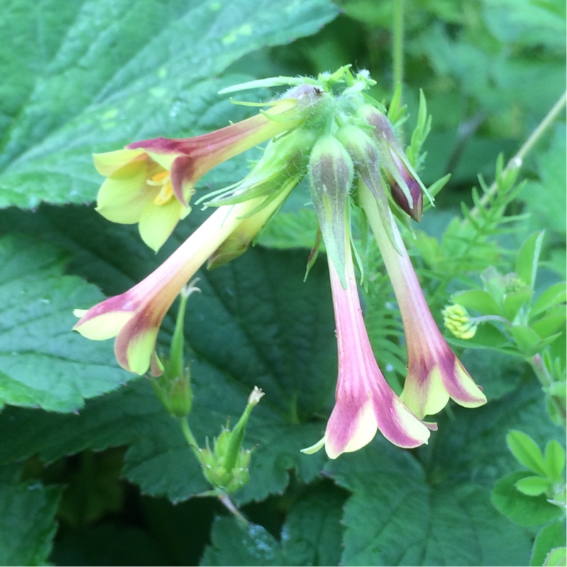 plant image 118913