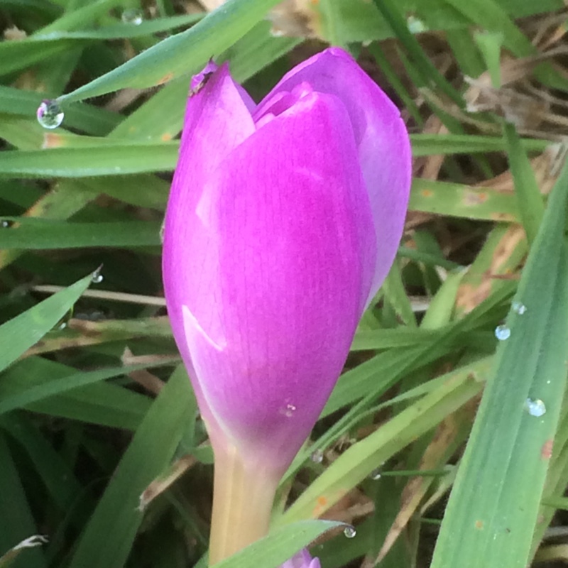 plant image 12010