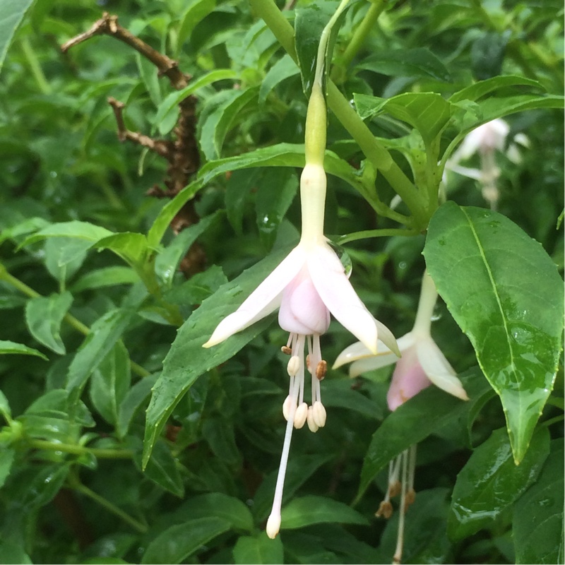 Plant image Fuchsia magellanica  'Molinae'