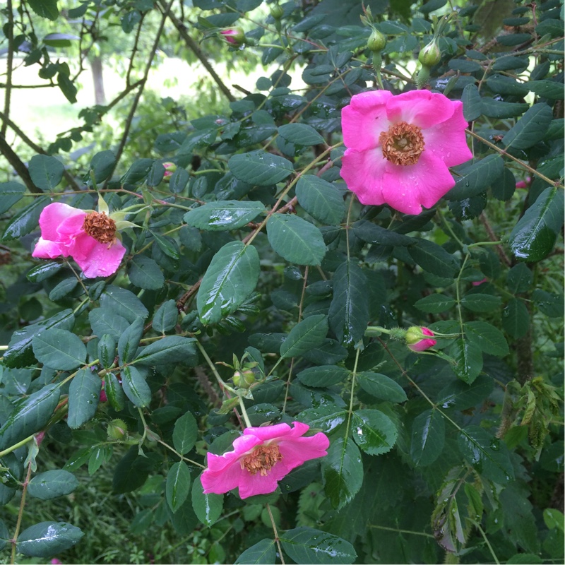 plant image 120518