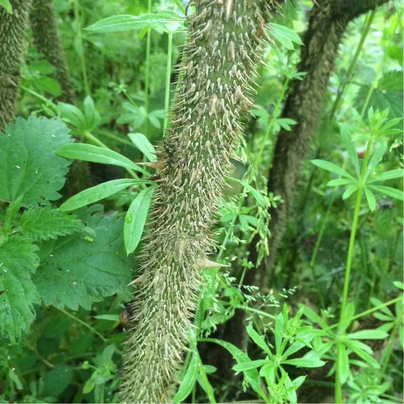 plant image 120520