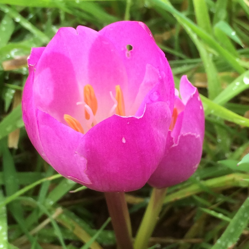 plant image 12172