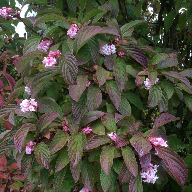 Plant image Viburnum x bodnantense