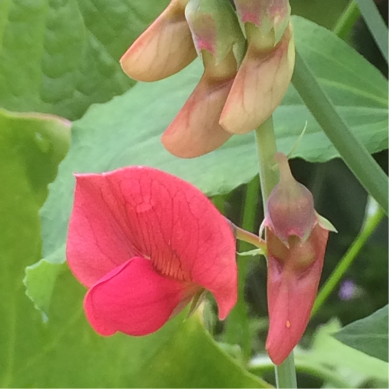 plant image 123137