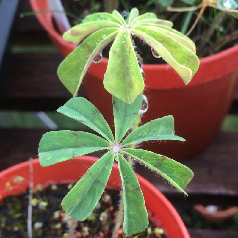 plant image 12337