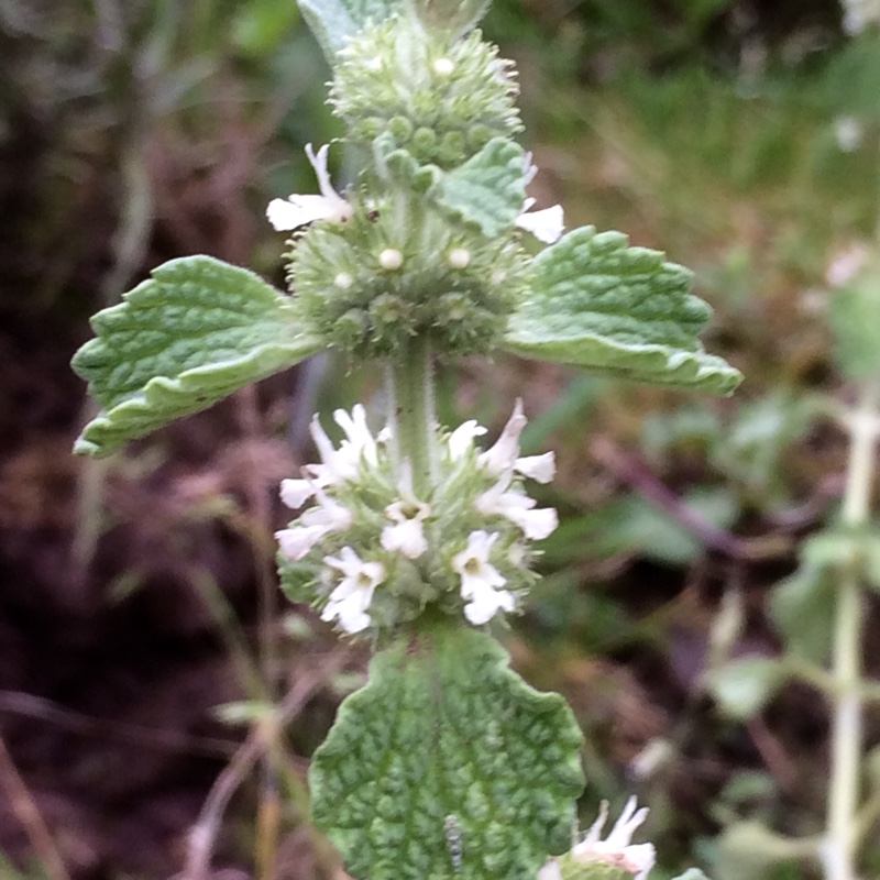 plant image 124389