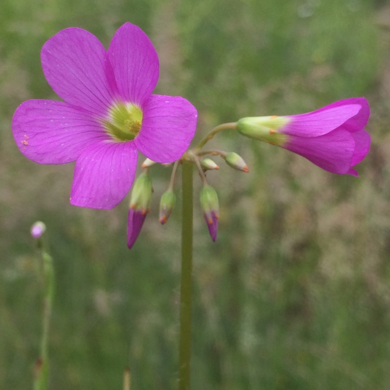 Plant image Oxalis magnifica