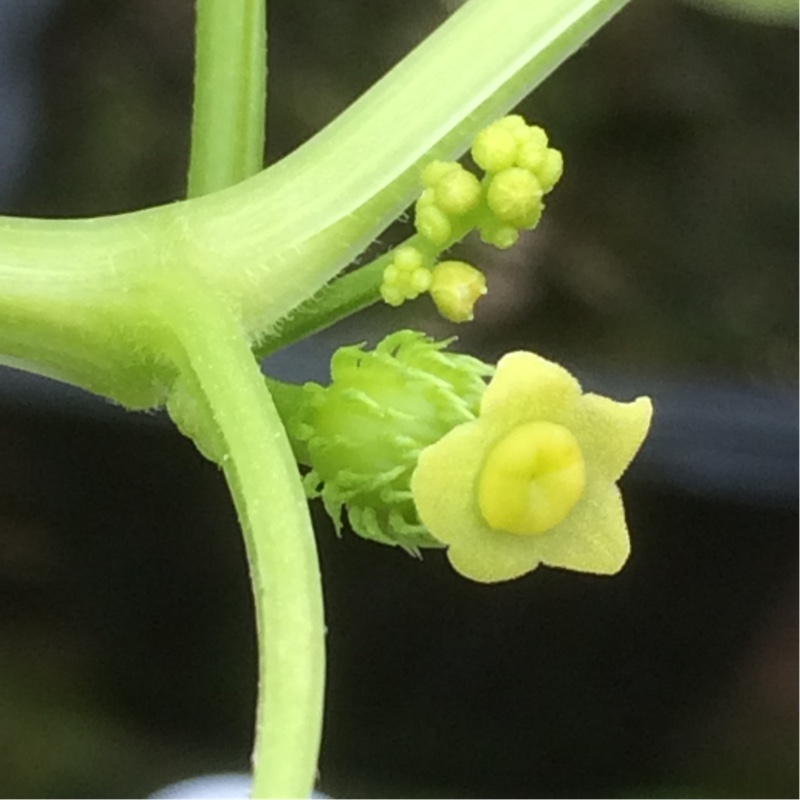 plant image 124606