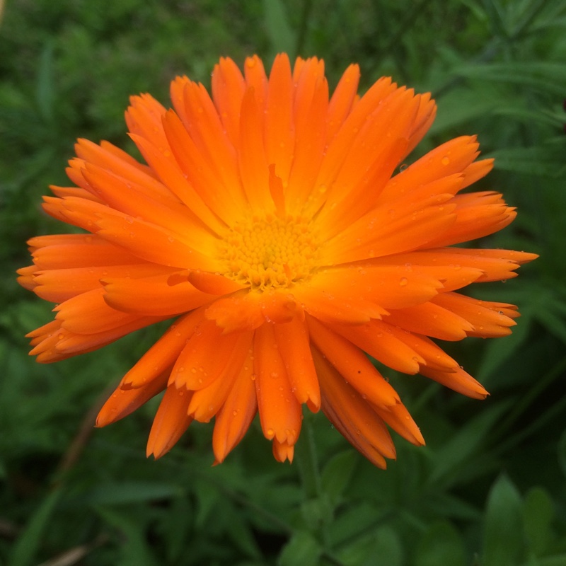 Plant image Calendula officinalis 'Radio'