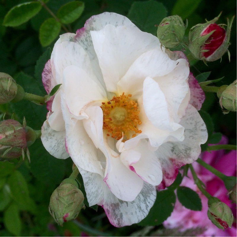 plant image 129901