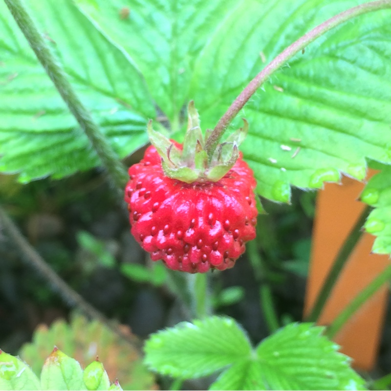 Сквад клубника. Fragaria moschata. Шпанка Fragaria moschata. Клубника Шпанка. Клубника Вариегата.