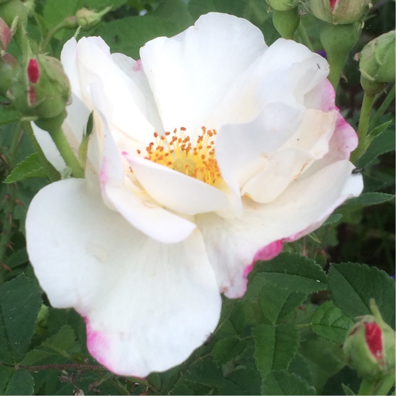 plant image 130703