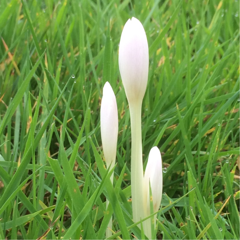 plant image 13179