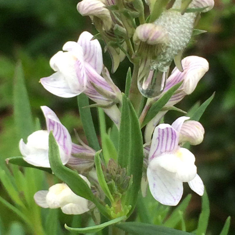 Plant image Linaria x dominii 'Carnforth'
