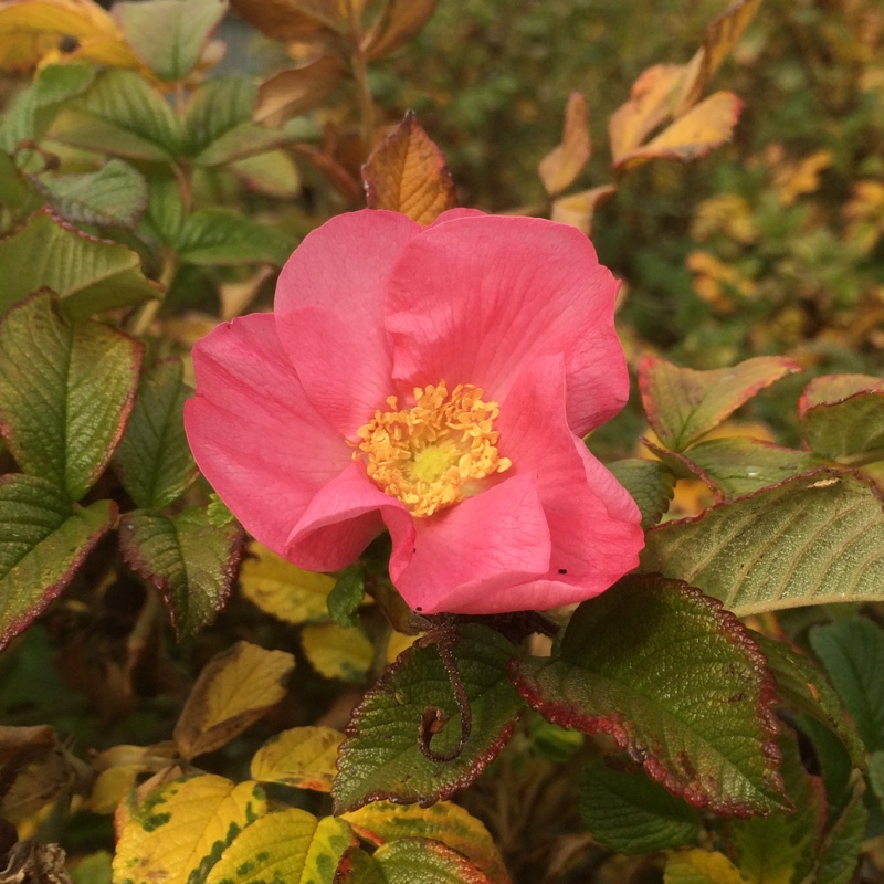 Plant image Rosa rugosa 'Alba'
