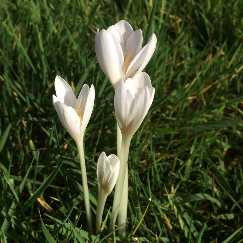 Plant image Colchicum autumnale 'Album'