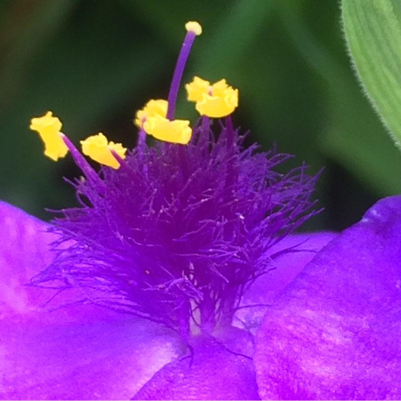 Plant image Tradescantia 'Outdoor plants'
