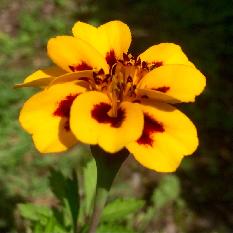 plant image 135117
