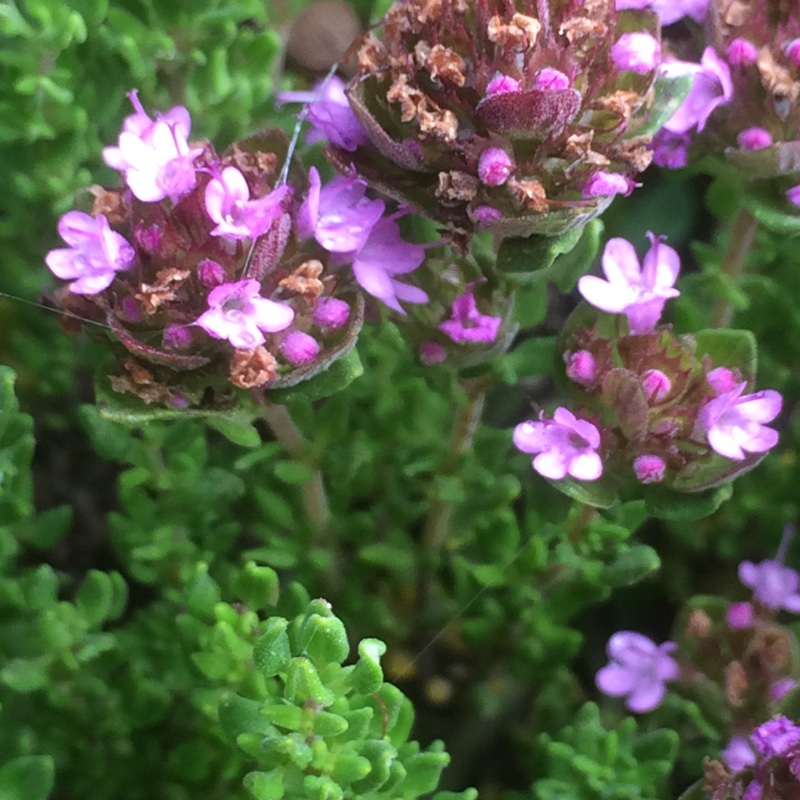 plant image 136315