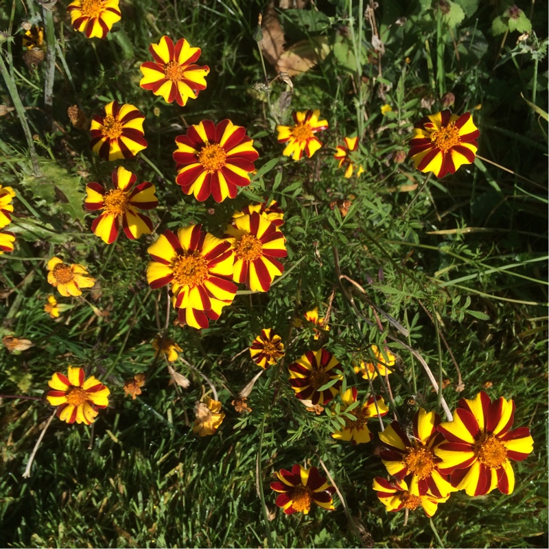 plant image 13673 plant image 13673