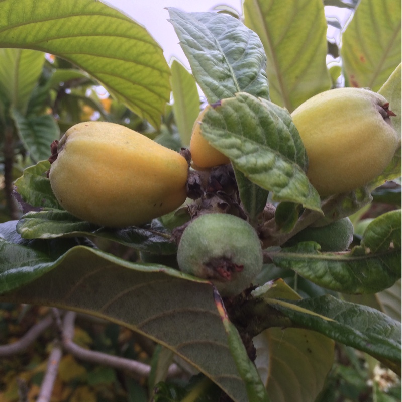 Eriobotrya japonica