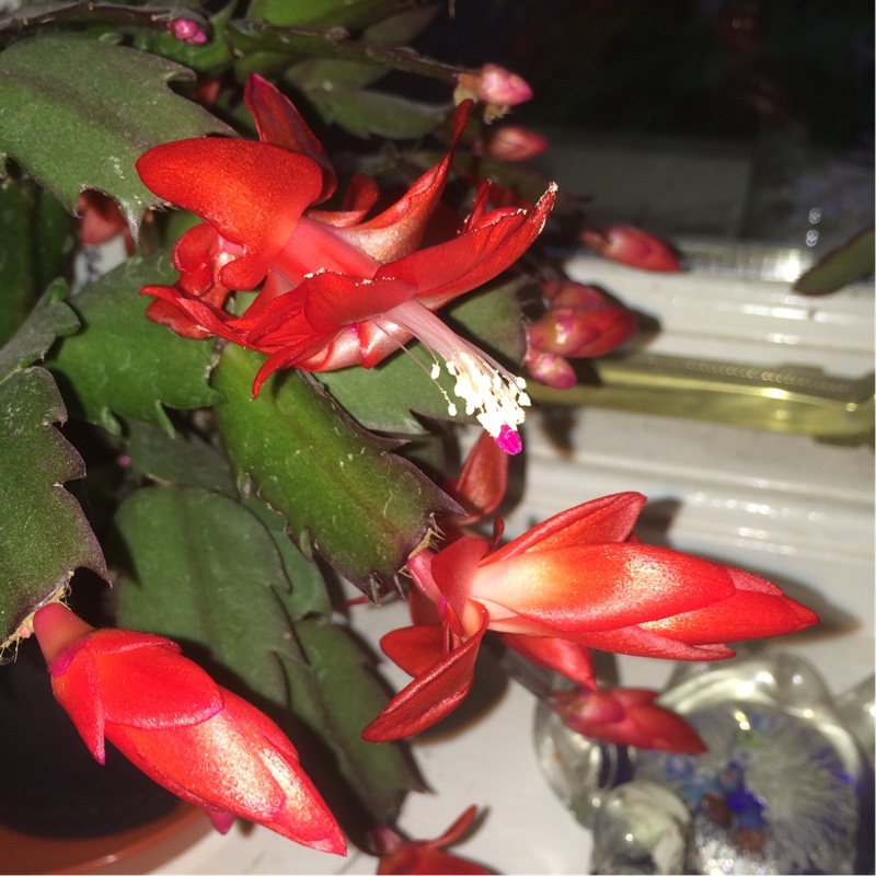 plant image 13960