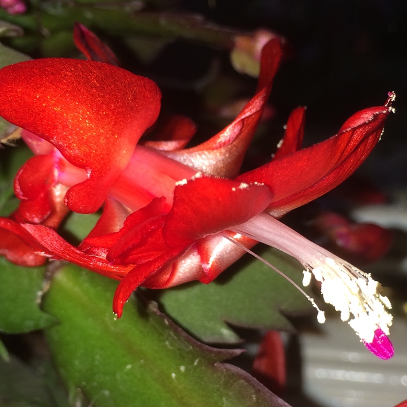 Plant image Schlumbergera truncata Rio Brazil