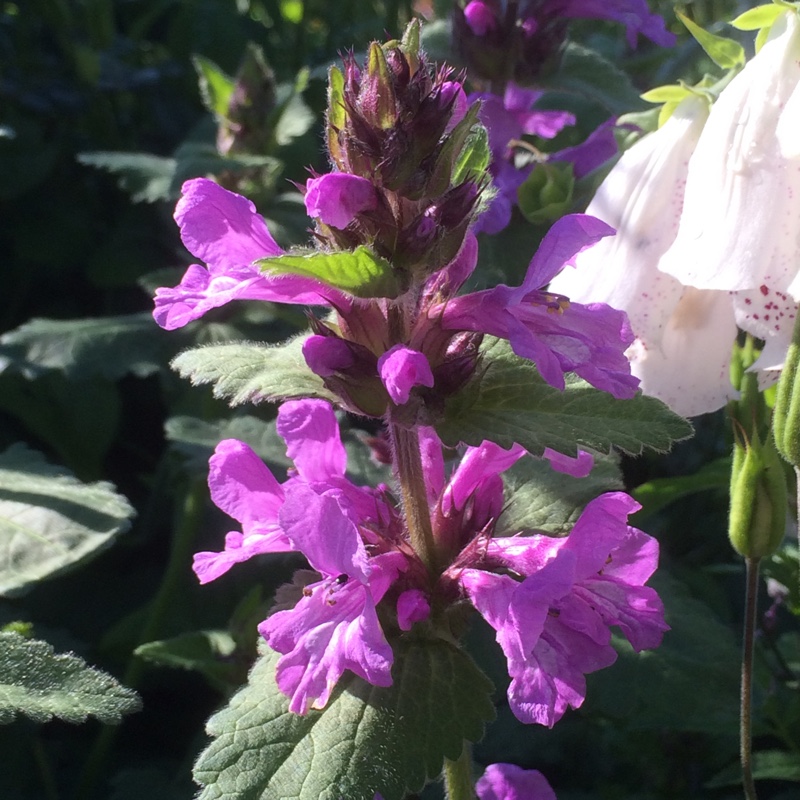 plant image 140054