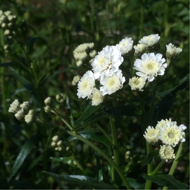 Plant image Achillea ptarmica 'The Pearl'