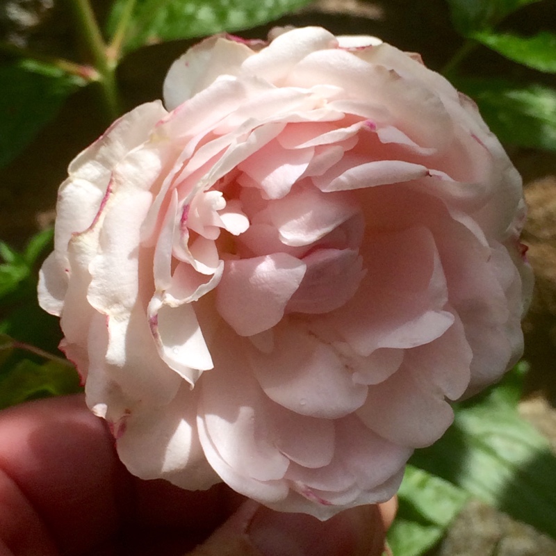 plant image 140422
