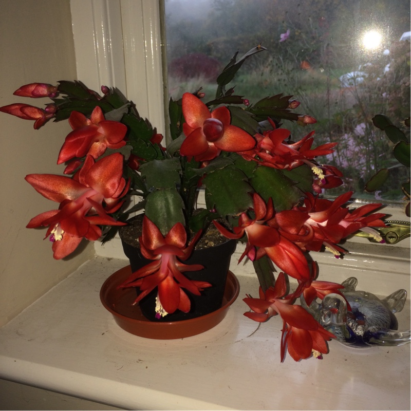 plant image 14150